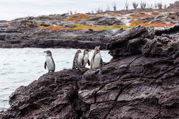Penguins sitting on volcanic black rock overlooking ocean in the Galapagos Islands