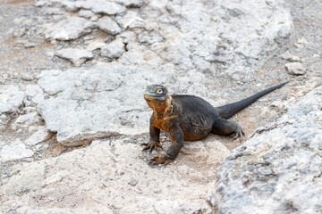 Land iguana endemic to the Galapagos islands, Ecuador