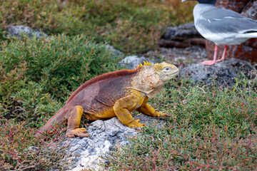 Land iguana endemic to the Galapagos islands, Ecuador