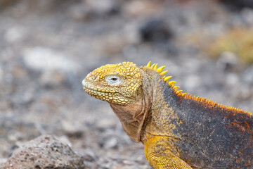 Land iguana endemic to the Galapagos islands, Ecuador