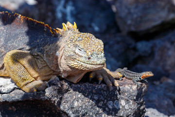 Land iguana endemic to the Galapagos islands, Ecuador