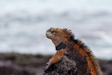 Marine iguana sleeping on black lava rock in Galapagos Islands, Ecuador