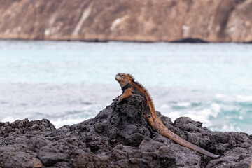 Marine iguana sleeping on black lava rock in Galapagos Islands, Ecuador
