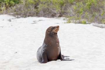 Sea lion standing isolated on white sand beach, Galapagos Islands, Ecuador.
