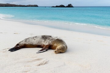 Sandy beach at Gardner Bay on Espanola Island, Galapagos National park, Ecuador.