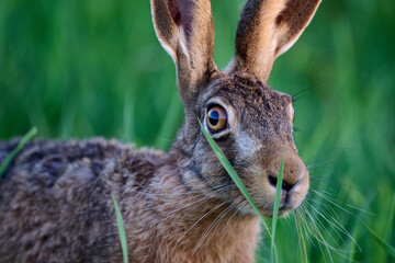 portrait of a Hare 