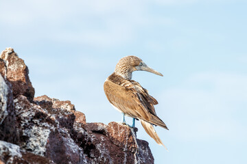 blue footed booby standing on rock scratching feathers. galapagos, ecuador