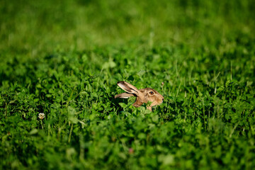 Hare in cloverfield