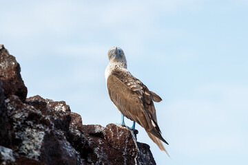 blue footed booby standing on rock scratching feathers. galapagos, ecuador