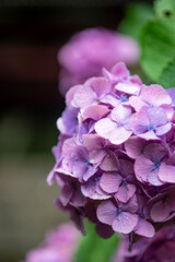 鎌倉250625　妙法寺6　紫陽花