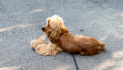 Cute spaniel happily chewing up a bit of paper in the shade