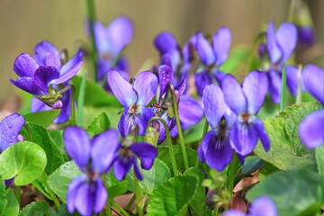 Violet violets flowers bloom in the spring forest. Viola odorata