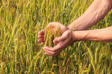Rural landscape - hands of a farmer with ears of young wheat closeup, under the hot summer sun