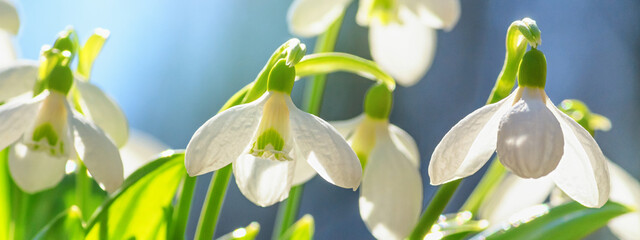 Galanthus nivalis or common snowdrop - blooming white flowers in early spring in the forest, closeup