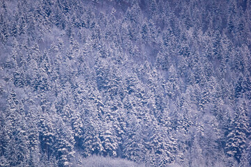 Winter landscape - view of the snowy winter forest in the Carpathian mountains after snowfall