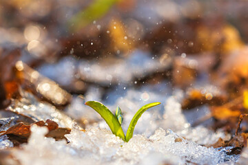 Blue flowers, snowdrops in early spring snowy forest. Selective focus closeup. Scilla siberica...