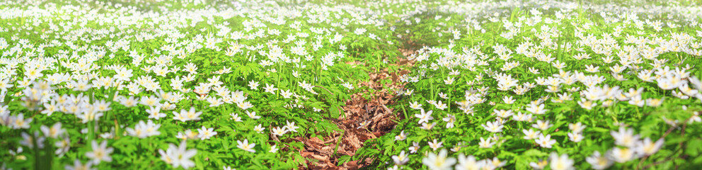 Spring landscape, banner, panorama - view of the path through the meadow with anemone nemorosa in the spring forest. Horizontal background
