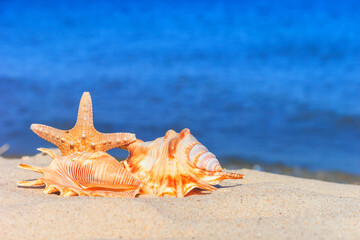 View of a beach with seashell and starfish on the sand under the hot summer sun, selective focus....