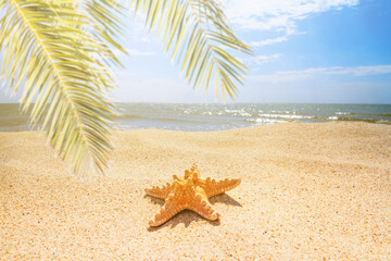 View of a beach with starfish and palm branches under the hot tropical sun, selective focus. Concept of sandy beach holiday, background with copy space for text