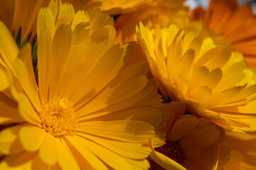 Close-up of vibrant orange calendula flower in full bloom. Macro view of marigold petals with rich...