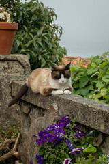 gato descansando en un muro en el jardin