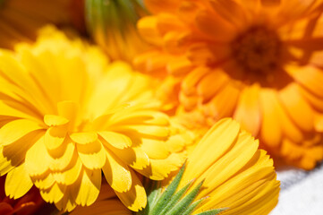 Close-up of vibrant orange calendula flower in full bloom. Macro view of marigold petals with rich...