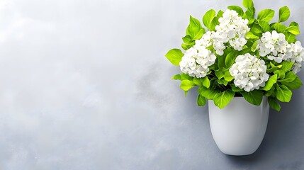 White hydrangea potted plant, grey background, spring, banner, nature