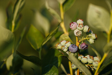 Beautiful fresh blueberry bushes fresh juicy blueberries ripening in the rays of the setting sun macro photography.