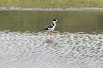 White-backed Stilt walking on a small lake