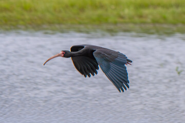 Naked-faced Tapicuru flying with a lake in the background