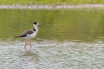 Fototapeta premium White-backed Stilt walking on a small lake