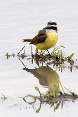 a kiskadee on a small island of grass in a flooded area