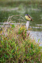 I saw you perched on a branch with water at the bottom