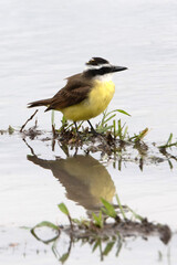 a kiskadee on a small island of grass in a flooded area