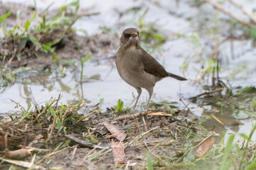 thrush walking on a lawn flooded by recent rains