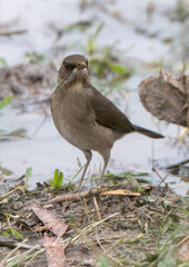 thrush walking on a lawn flooded by recent rains