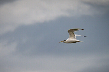 terns flying in a gray sky