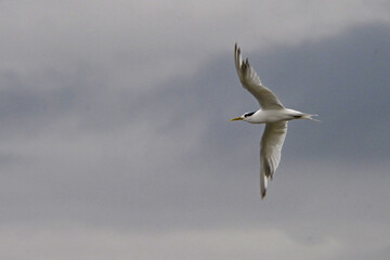 terns flying in a gray sky