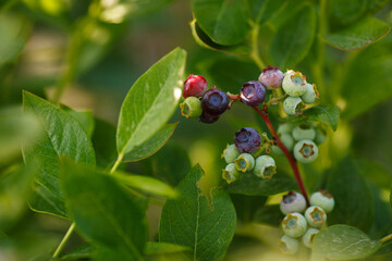 Beautiful fresh blueberry bushes fresh juicy blueberries ripening in the rays of the setting sun...