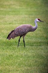 Fototapeta premium grey crowned crane