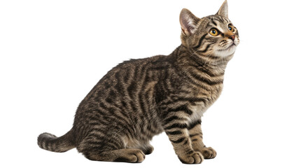 Adorable Tabby Kitten Looking Up.