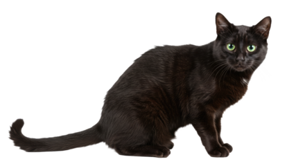 Beautiful Black Cat with Green Eyes Sitting.