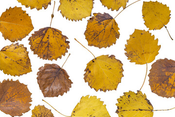 Yellow-brown autumn leaves on transparent background. Top view.