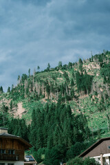 Forested Mountain Slope in Trentino-Alto Adige, Italy