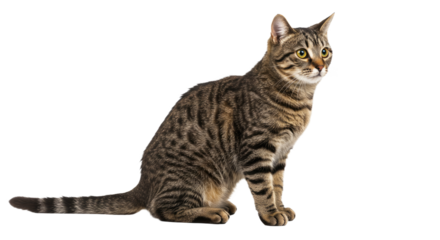Brown Tabby Cat Sitting Isolated 19.