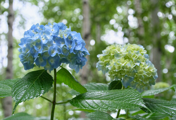 輝く雨の紫陽花 / Shimmering Hydrangeas in the Rain