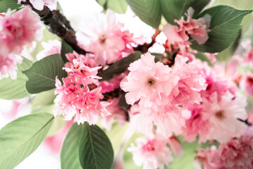 Blooming sakura branch. Beautiful pink flowers in nature.