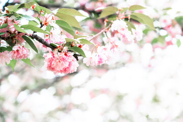 Blooming sakura branch. Beautyful pink flowers in nature.
