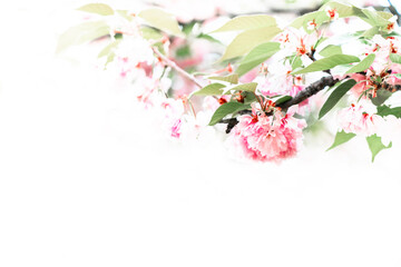 Blooming sakura branch. Beautyful pink flowers in nature.