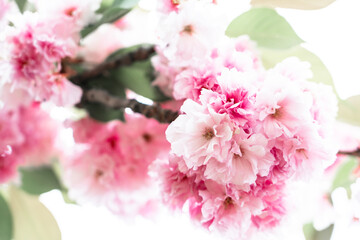 Blooming sakura branch. Beautiful pink flowers in nature.